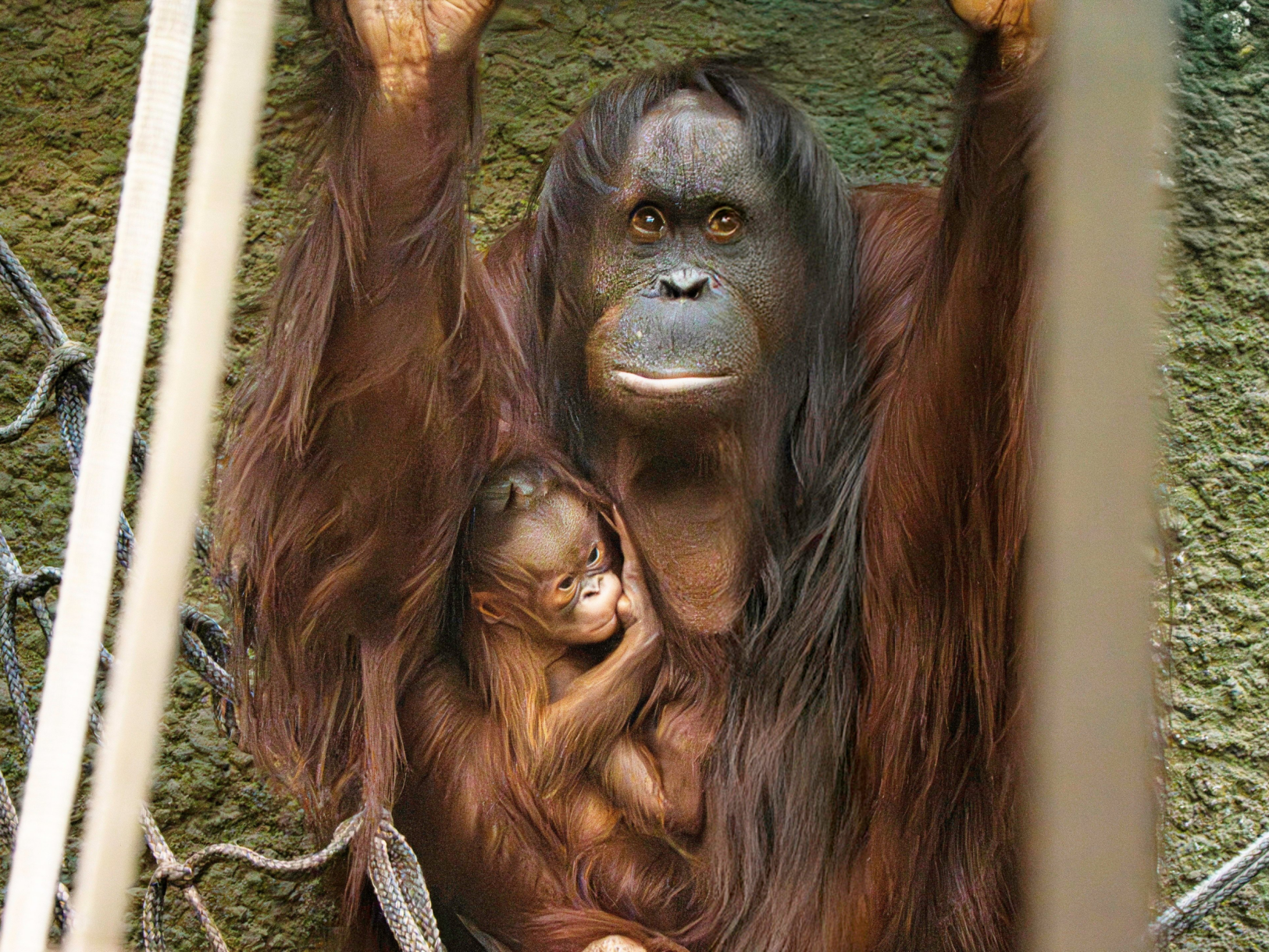 Zoo celebrates birth of critically endangered orangutan